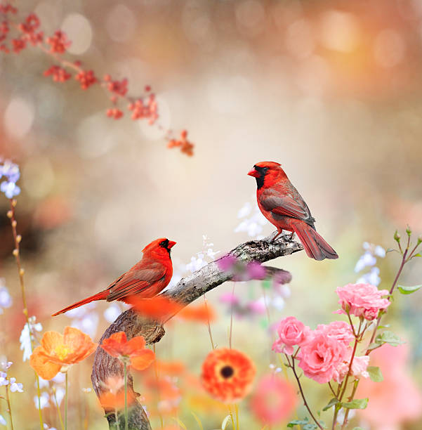 istock Northern Cardinals 472468198