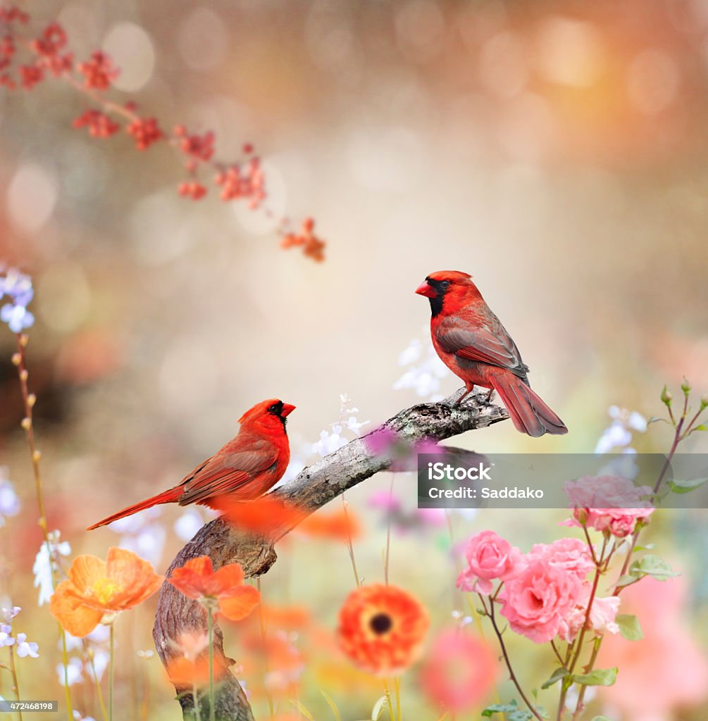 Northern Cardinals Northern Cardinals Perched In The Garden Cardinal - Bird Stock Photo