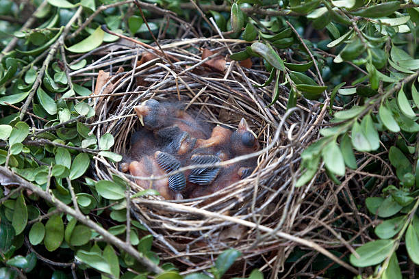 Cardinal Nests 610+ Northern Cardinal Nest Stock Photos, Pictures & Royalty-Free ...