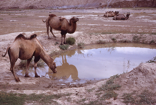 Bactrian camels drinking at desert pond near Turpan Xinjiang China