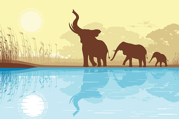 ilustrações, clipart, desenhos animados e ícones de elefantes africanos, perto do lago - elephant water vector animals in the wild