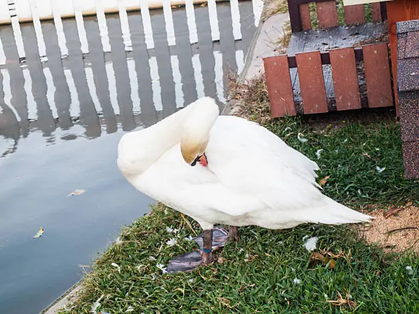 Swan cleaning its Plumage