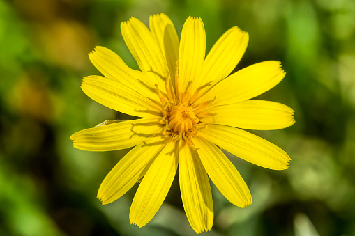 Yellow Calendula Pictures | Download Free Images on Unsplash