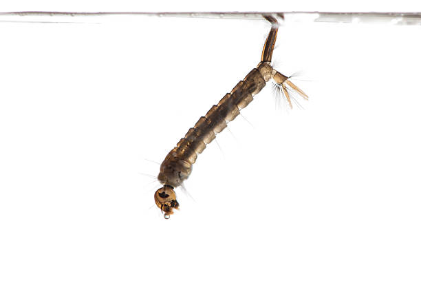 larva provocans mosquito aedes - 4537 - fotografias e filmes do acervo