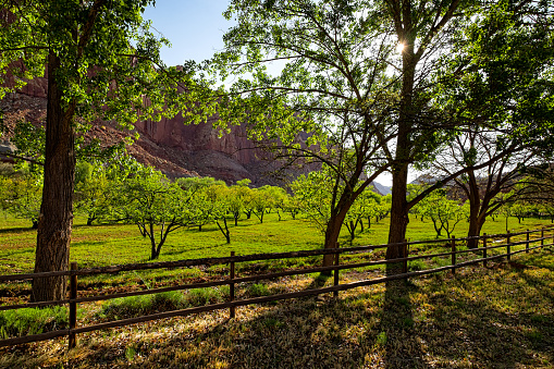Fruita Historic District Fruit Tree Orchard - Scenic lush fruit tree orchard where Mormon pioneers settled.