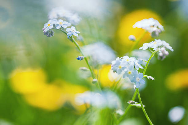 istock Blue field flowers at spring - macro closeup 472470460