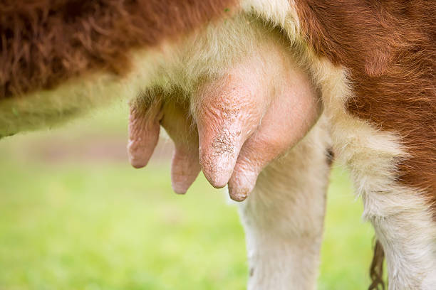 istock Close-Up View of Hereford Cow's Udder 472470578