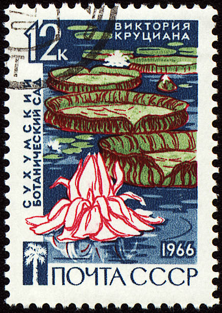 istock Waterlily in botanical garden on post stamp 472470644