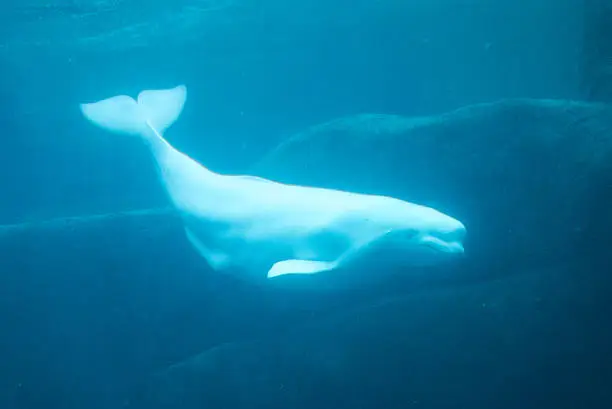 Belugas in Vancouver Aquarium