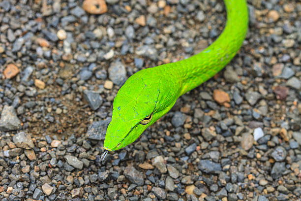 istock Oriental Whipsnake or Asian Vine Snake 472471382