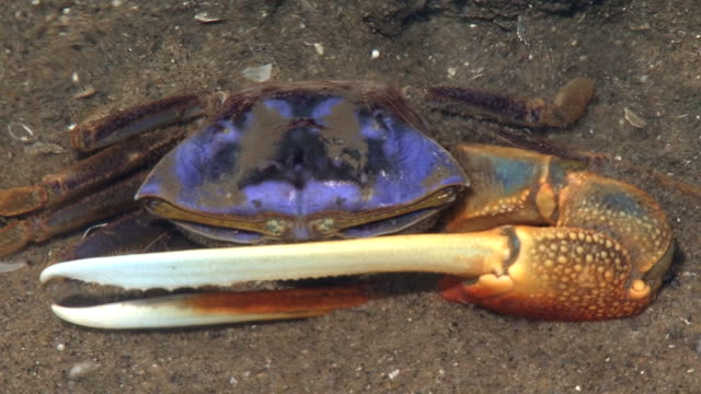 Fiddler crab