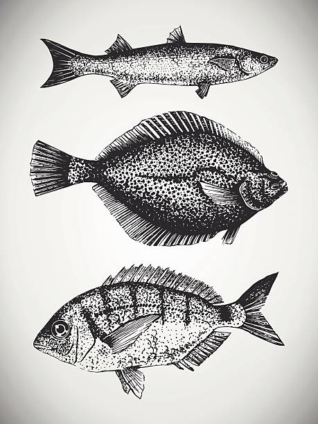 ilustraciones, imágenes clip art, dibujos animados e iconos de stock de conjunto dibujados a mano fishes al mar - rockfish