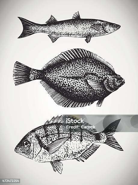 Set Of Hand Drawn Sea Fishes Stock Illustration - Download Image Now - Retro Style, Mullet Fish, Old-fashioned