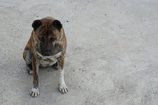 fat Thai local dog sit on the concrete floor