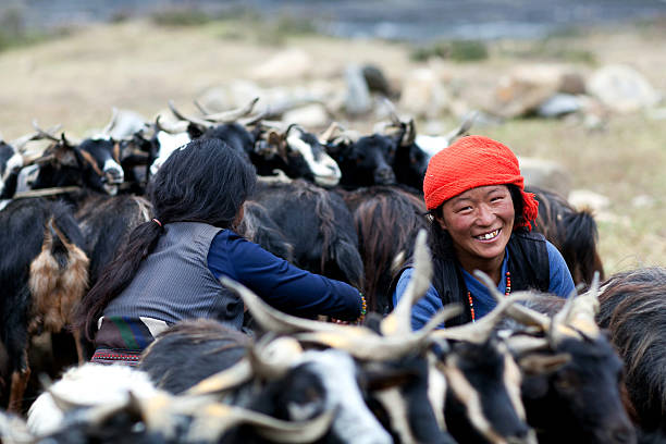 Tibetan drover milking a goat Dho Tarap, Nepal - September 8, 2011: Tibetan women milking a goats in the Nepal Himalaya. mountain famous place livestock herd stock pictures, royalty-free photos & images