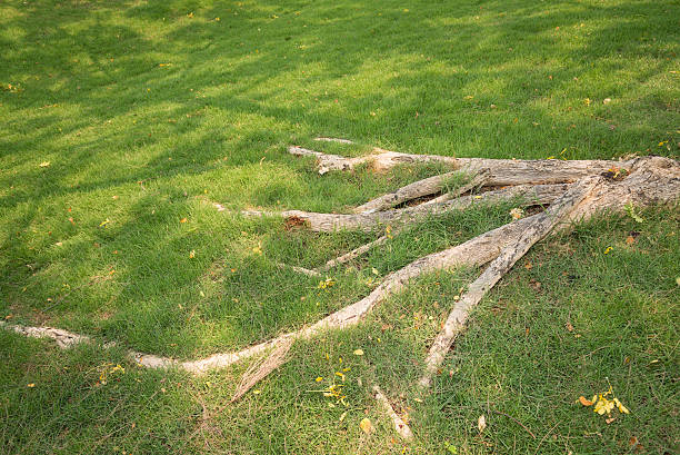 istock The roots of trees on the lawn 472473620