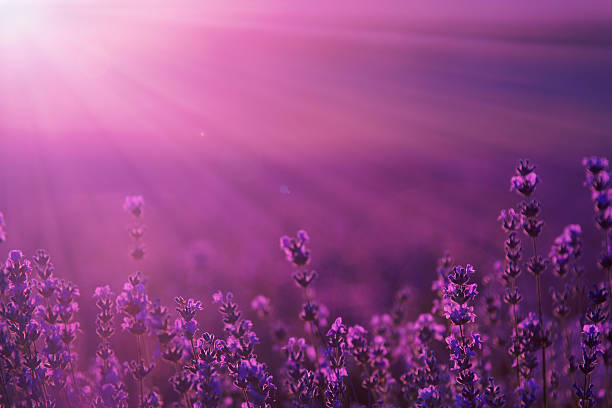 istock blurred summer background of wild grass and lavender flowers 472473632