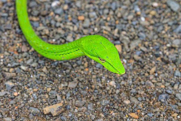 istock Oriental Whipsnake or Asian Vine Snake 472473724