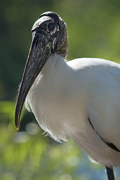 istock Wood stork, standing in profile with backlighting, in Florida. 472473828