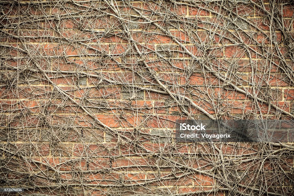 Red brick wall background and dry ivy plants Red brick wall background with dry withered ivy plants. Abstract textured decorative backgrounds Brick Wall Stock Photo
