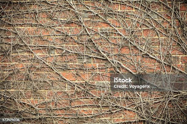 Red Brick Wall Background And Dry Ivy Plants Stock Photo - Download Image Now - Brick Wall, Ivy, 2015