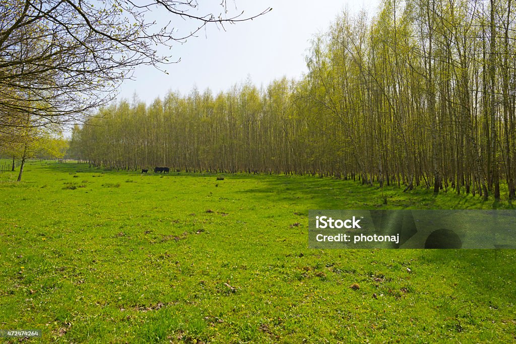 Black cows in a sunny meadow in spring 2015 Stock Photo