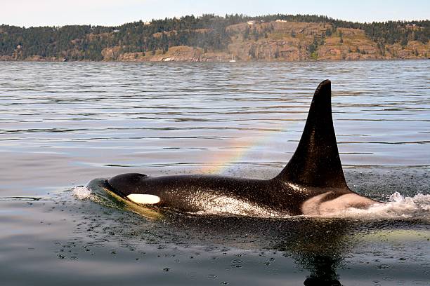 Onyx Rainbow stock photo