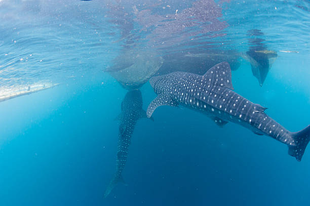 istock Whale Shark close up underwater portrait 472475380