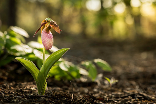 A wild pink Lady Slipper flower growing in the forest in Maryland, backlit by the morning sun.