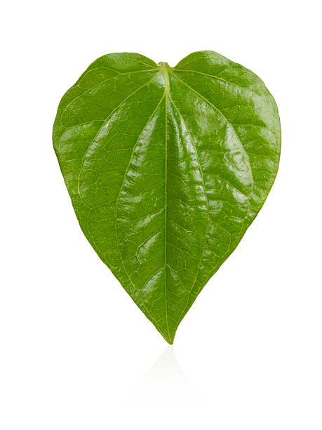 istock Green betel leaf heart shape isolated on white background 472476230