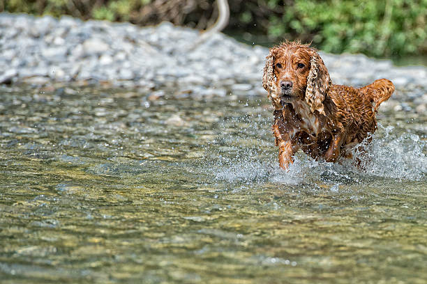 istock Dog Puppy cocker spaniel playing in the water 472476388