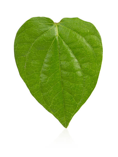 istock Green betel leaf heart shape isolated on white background 472476612