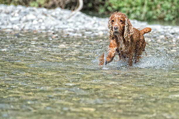 istock Happy Dog English cocker spaniel while running to you 472477080