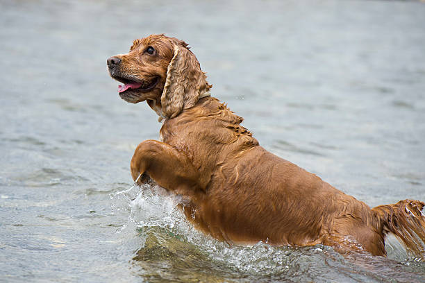 istock Happy Dog English cocker spaniel while running to you 472477984