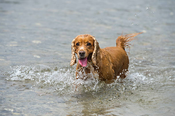 istock Happy Dog English cocker spaniel while running to you 472477986