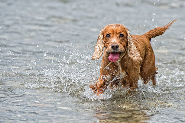 istock Happy Dog English cocker spaniel while running to you 472477994