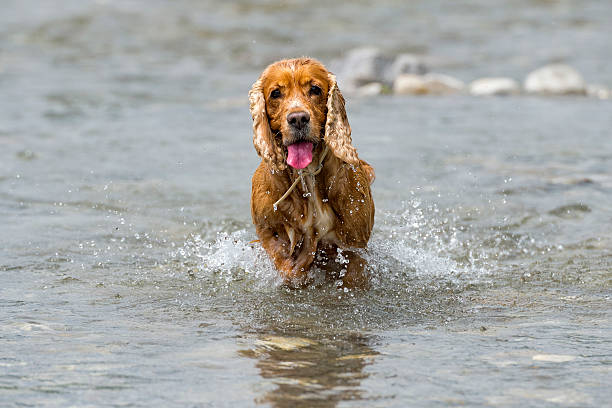 istock Happy Dog English cocker spaniel while running to you 472477996