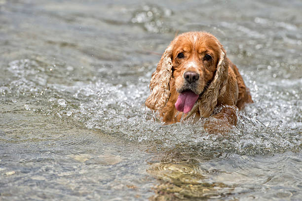 istock Happy Dog English cocker spaniel while running to you 472478002