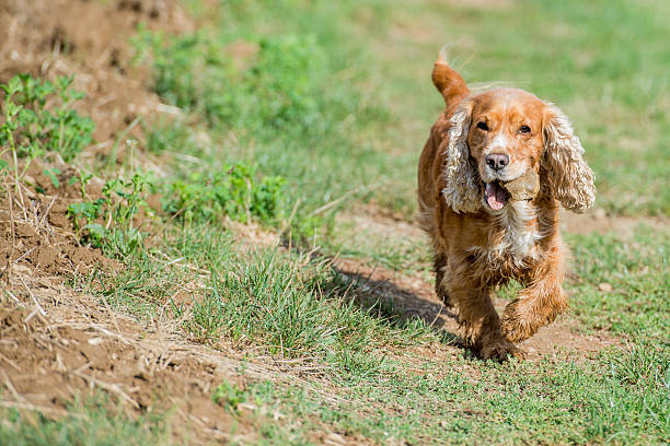 istock Happy Dog English cocker spaniel while running to you 472478294
