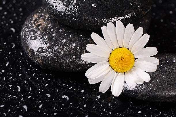 istock Stones for spa with water drops and chamomile 472478346