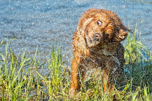 istock Dog Puppy cocker spaniel playing in the water 472478384