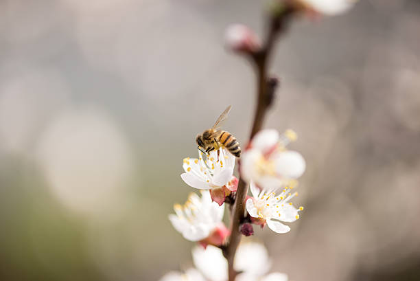 abeja en la flor de reunir nectar  - bee apple tree flower single flower fotografías e imágenes de stock