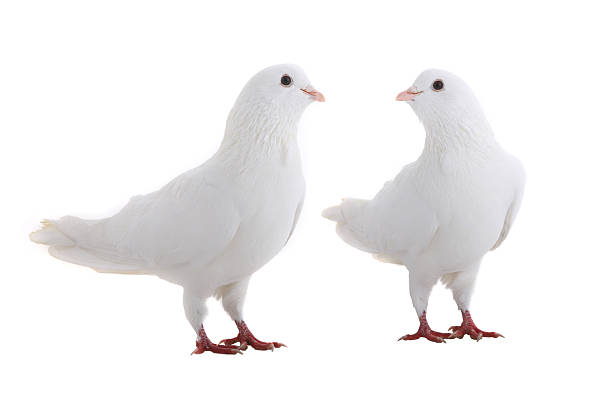 1,400+ Two White Doves Stock Photos, Pictures & Royalty-Free