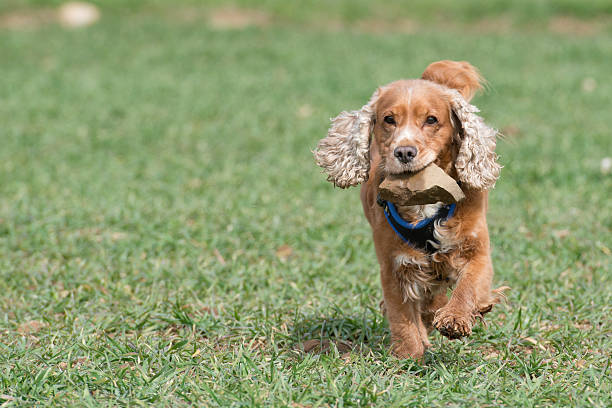 istock English puppy cocker spaniel on the grass background 472478908