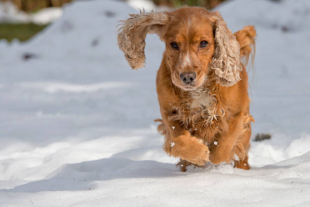 istock Puppy Dog while playing on the snow 472478940