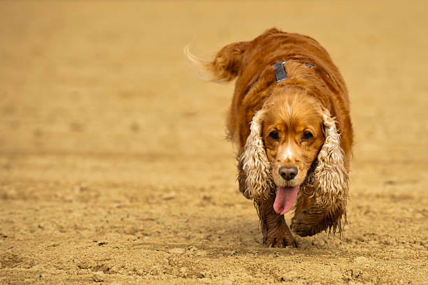 istock English cocker spaniel dog coming to you 472478986