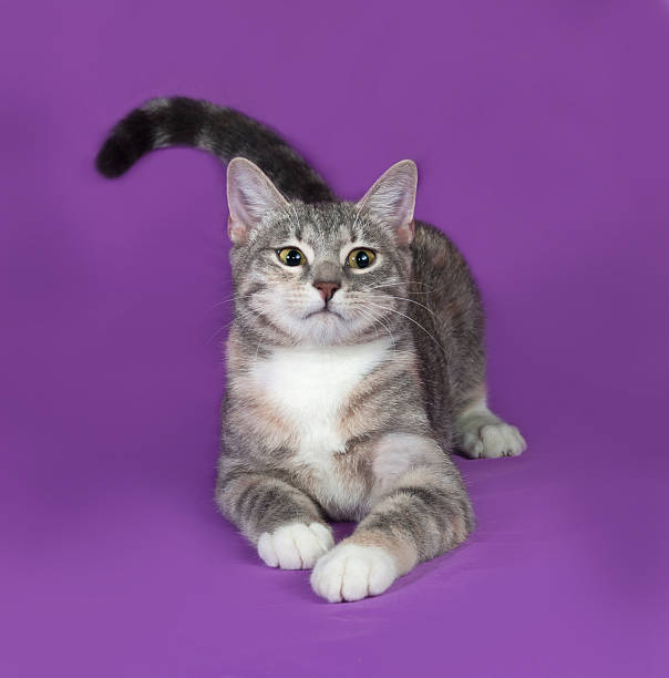 istock Tricolor striped cat sitting on lilac 472479084