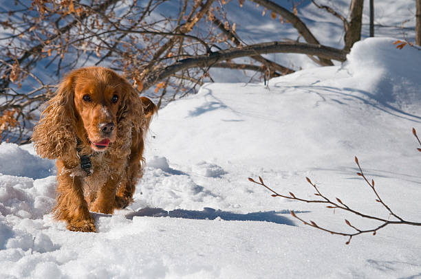dog in the white snow Walking at you