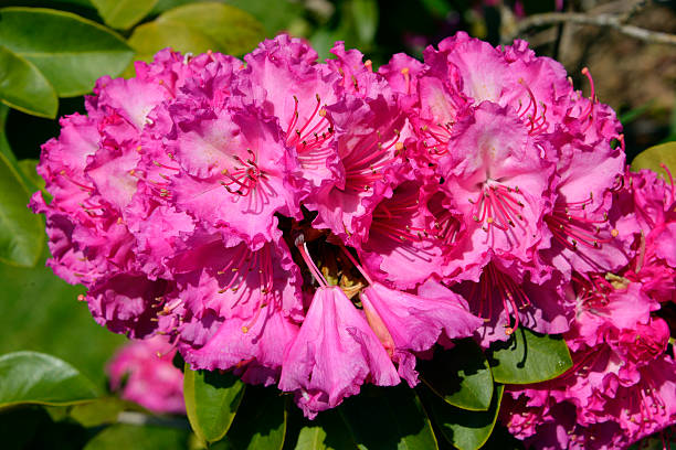 istock Pink rhododendron flowers 472479318
