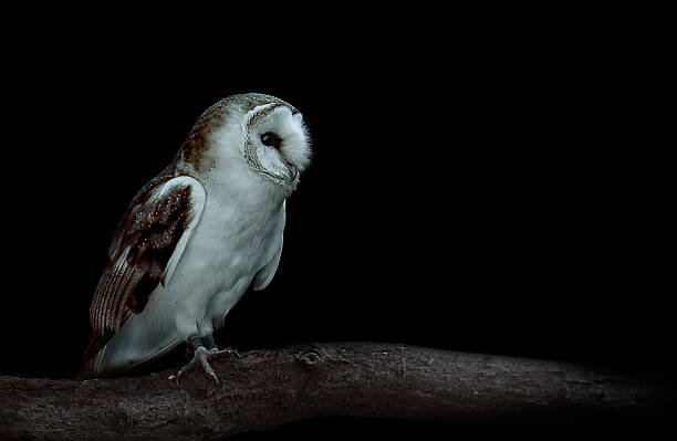 coruja-das-torres - night perching owl imagens e fotografias de stock
